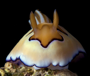 Ice Cream - this nudibranch looks like it should be serve... by Richard Witmer 